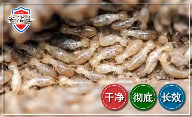 德清白蚁防治