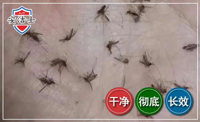 德清蚊子防治-灭蚊