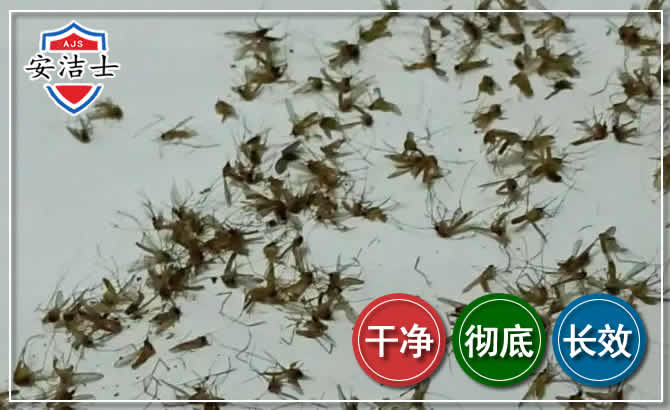德清苍蝇防治-灭蝇