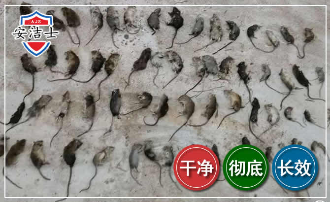 德清鼠害防治-灭鼠