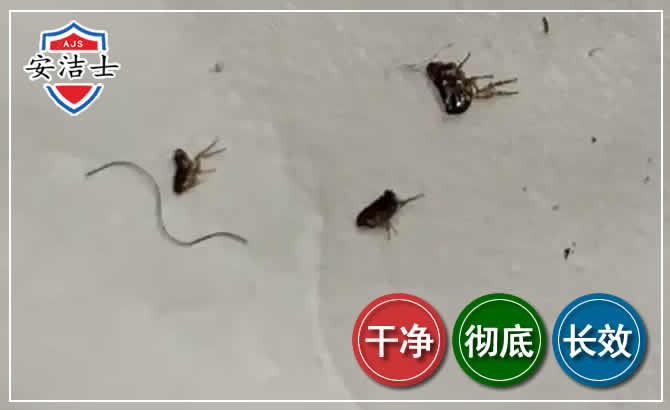 德清跳蚤防治-灭跳蚤