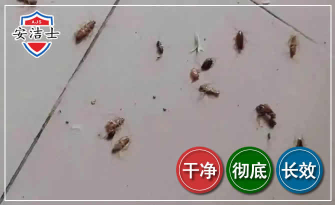 德清蟑螂防治-灭蟑螂