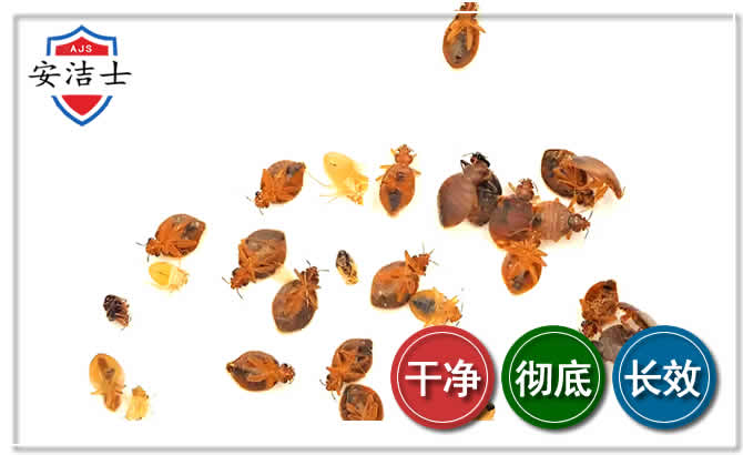 德清臭虫防治-消灭臭虫